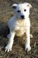 Snow, a male German Shepherd Dog for sale in Oldtown, MD – Photo 1 of 7