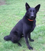 Darla, a female German Shepherd Dog for sale in Oldtown, MD – 2 of 5