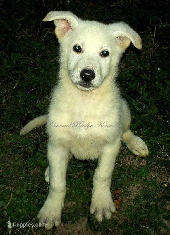 Sugar – German Shepherd Dog puppy for sale in Oldtown, MD