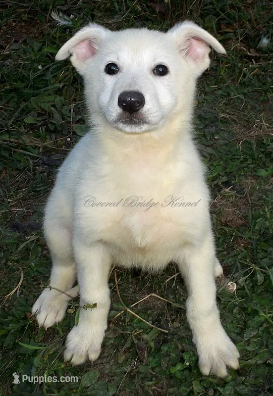 Arctic – German Shepherd Dog puppy for sale in Oldtown, MD