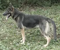 Mocha, a male German Shepherd Dog for sale in Oldtown, MD – 2 of 4