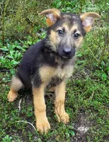Rusty, a female German Shepherd Dog for sale in Oldtown, MD – 2 of 6