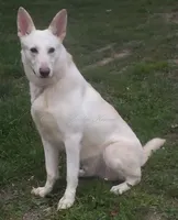 Aspen, a female German Shepherd Dog for sale in Oldtown, MD – Photo 4 of 7