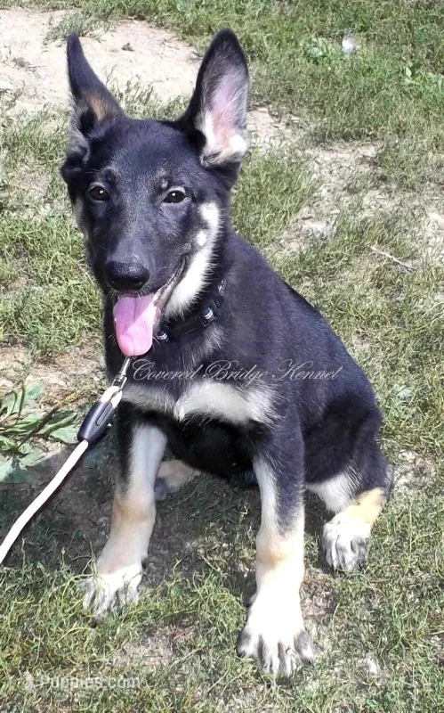 Dixie – German Shepherd Dog puppy for sale in Oldtown, MD