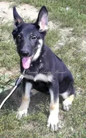 Dixie, a female German Shepherd Dog for sale in Oldtown, MD – 1 of 4