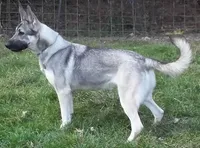 Chunk, a male German Shepherd Dog for sale in Oldtown, MD – 4 of 4