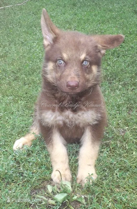 Mocha – German Shepherd Dog puppy for sale in Oldtown, MD