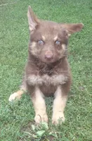 Mocha, a male German Shepherd Dog for sale in Oldtown, MD – 1 of 4