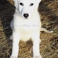 Winter, a female German Shepherd Dog for sale in Oldtown, MD – Photo 2 of 8