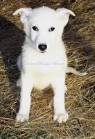 Winter, a female German Shepherd Dog for sale in Oldtown, MD – Photo 2 of 8