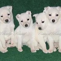Winter, a female German Shepherd Dog for sale in Oldtown, MD – Photo 3 of 8