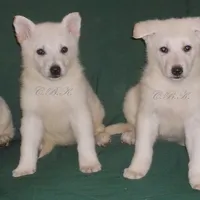Winter, a female German Shepherd Dog for sale in Oldtown, MD – Photo 4 of 8