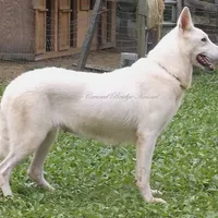 Winter, a female German Shepherd Dog for sale in Oldtown, MD – Photo 7 of 8