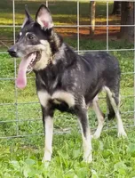 Bella, a female German Shepherd Dog for sale in Oldtown, MD – Photo 4 of 4