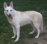 Bella, a female German Shepherd Dog for sale in Oldtown, MD – Photo 3 of 4