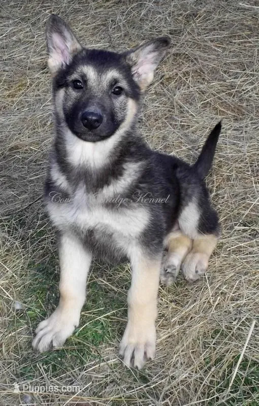 Bella – German Shepherd Dog puppy for sale in Oldtown, MD