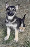 Bella, a female German Shepherd Dog for sale in Oldtown, MD – Photo 1 of 4