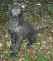 Levi, a male German Shepherd Dog for sale in Oldtown, MD – Photo 3 of 7