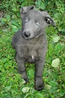 Levi, a male German Shepherd Dog for sale in Oldtown, MD – Photo 4 of 7