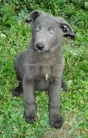 Levi, a male German Shepherd Dog for sale in Oldtown, MD – Photo 5 of 7