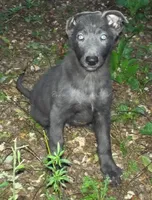 Levi, a male German Shepherd Dog for sale in Oldtown, MD – Photo 2 of 7