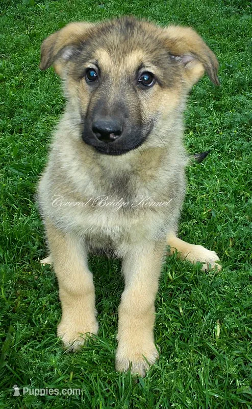 Chunk – German Shepherd Dog puppy for sale in Oldtown, MD