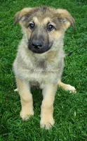 Chunk, a male German Shepherd Dog for sale in Oldtown, MD – 1 of 4