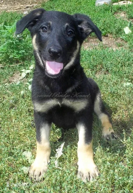 Darla – German Shepherd Dog puppy for sale in Oldtown, MD