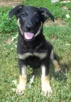 Darla, a female German Shepherd Dog for sale in Oldtown, MD – 1 of 5