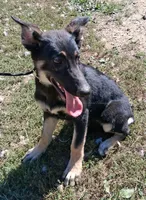 Demi, a female German Shepherd Dog for sale in Oldtown, MD – 2 of 10
