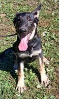 Dixie, a female German Shepherd Dog for sale in Oldtown, MD – 2 of 10