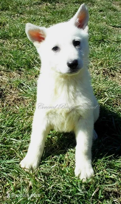 Yeti – German Shepherd Dog puppy for sale in Oldtown, MD