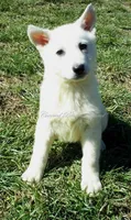 Yeti, a male German Shepherd Dog for sale in Oldtown, MD – 1 of 4