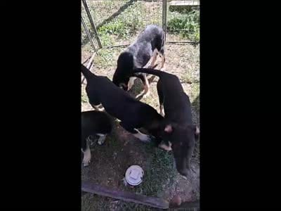 Darla, a female German Shepherd Dog for sale in Oldtown, MD – 10 of 10