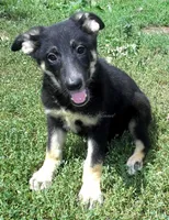 Diva, a female German Shepherd Dog for sale in Oldtown, MD – 2 of 4