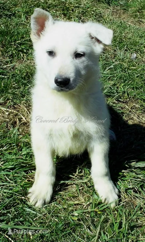 Blanco – German Shepherd Dog puppy for sale in Oldtown, MD