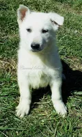 Blanco, a male German Shepherd Dog for sale in Oldtown, MD – 1 of 4
