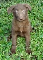Mocha, a female German Shepherd Dog for sale in Oldtown, MD – Photo 1 of 3
