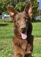 Mocha, a female German Shepherd Dog for sale in Oldtown, MD – Photo 3 of 3