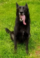 Mocha, a female German Shepherd Dog for sale in Oldtown, MD – Photo 2 of 3