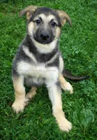 Sadie, a male German Shepherd Dog for sale in Oldtown, MD – 1 of 4