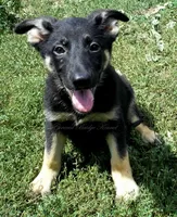 Dixie, a female German Shepherd Dog for sale in Oldtown, MD – 2 of 4