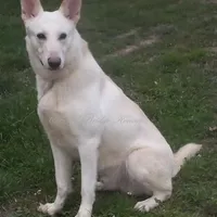 Chilly, a female German Shepherd Dog for sale in Oldtown, MD – Photo 4 of 7