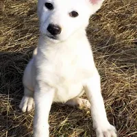 Chilly, a female German Shepherd Dog for sale in Oldtown, MD – Photo 1 of 7