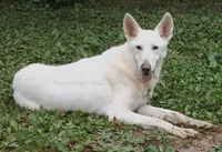 Chilly, a female German Shepherd Dog for sale in Oldtown, MD – Photo 6 of 7