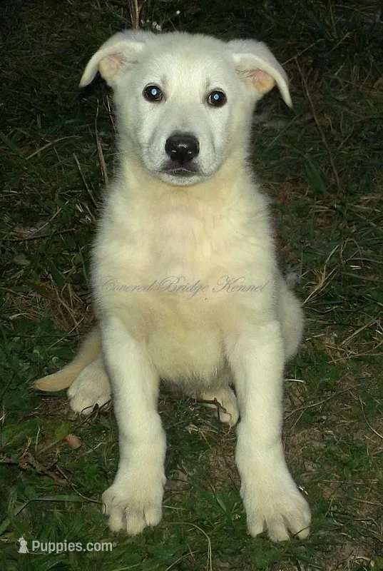 Blanco – German Shepherd Dog puppy for sale in Oldtown, MD