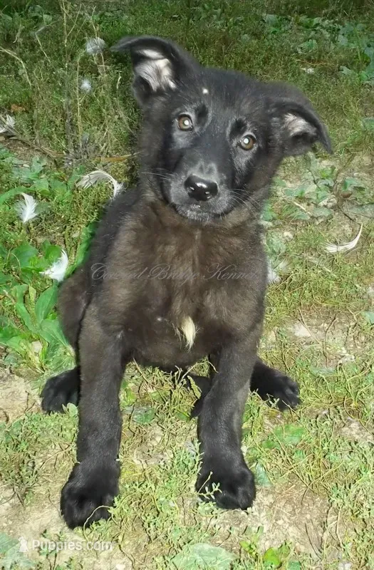 Onyx – German Shepherd Dog puppy for sale in Oldtown, MD
