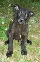 Onyx, a female German Shepherd Dog for sale in Oldtown, MD – 1 of 5