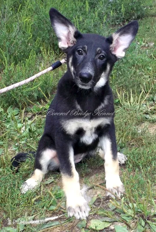 Diva – German Shepherd Dog puppy for sale in Oldtown, MD