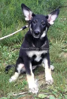 Diva, a female German Shepherd Dog for sale in Oldtown, MD – 1 of 4